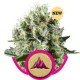 CRITICAL KUSH * ROYAL QUEEN SEEDS 1 SEME FEM 