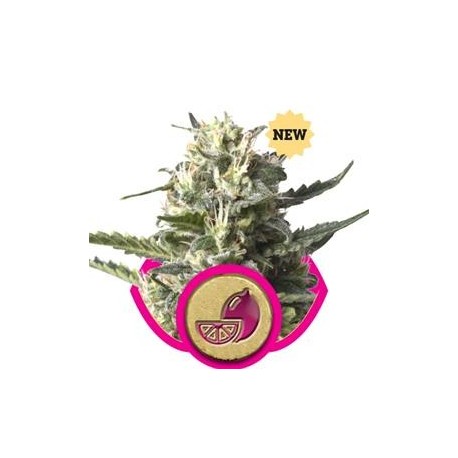 LEMON SHINING SILVER HAZE( EX LEMON HAZE) * ROYAL QUEEN SEEDS 5 SEMI FEM 