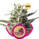 LEMON SHINING SILVER HAZE( EX LEMON HAZE) * ROYAL QUEEN SEEDS 10 SEMI FEM 