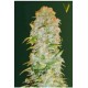 AUTO AK-77 V * VICTORY SEEDS 3 SEMI FEM