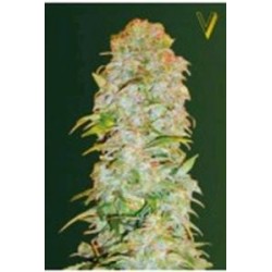 AUTO AK-77 V * VICTORY SEEDS 3 SEMI FEM