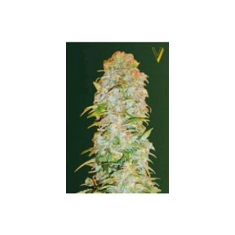 AUTO AK-77 V * VICTORY SEEDS 3 SEMI FEM