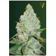 AUTO AMNESIA HAZE* VICTORY SEEDS 10 SEMI FEM