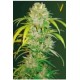 AUTO BIG ANGEL * VICTORY SEEDS 3 SEMI FEM