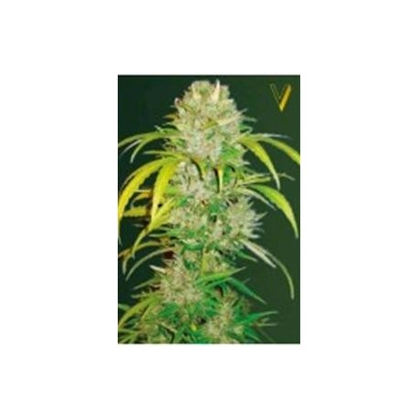 AUTO BIG ANGEL * VICTORY SEEDS 3 SEMI FEM