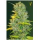 AUTO BIGGEST BUD* VICTORY SEEDS 3 SEMI FEM