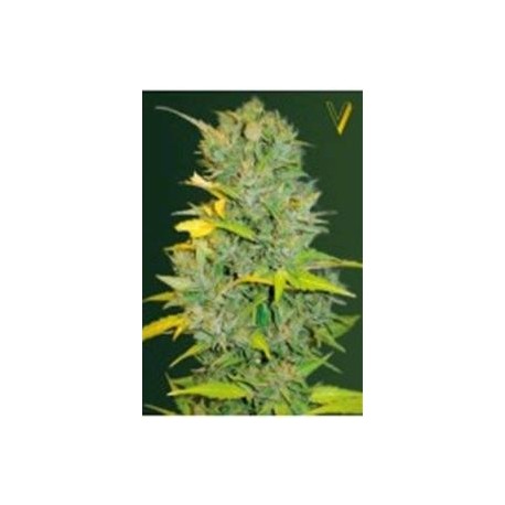 AUTO BIGGEST BUD* VICTORY SEEDS 3 SEMI FEM