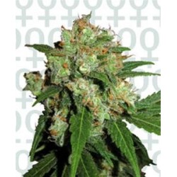 SENSI SKUNK * SENSI SEEDS 3 SEMI FEM 