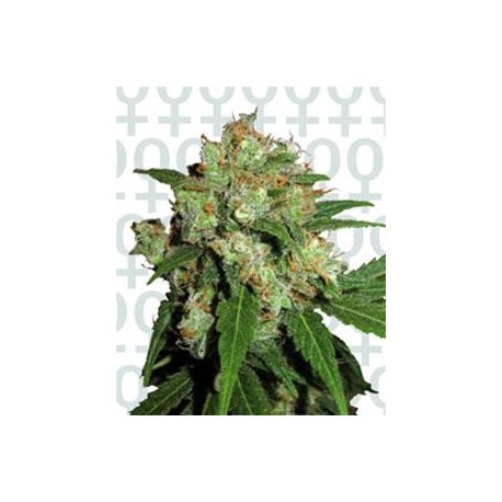 SENSI SKUNK * SENSI SEEDS 3 SEMI FEM 