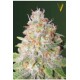 AUTO GREEN WILD SHARK* VICTORY SEEDS 3 SEMI FEM