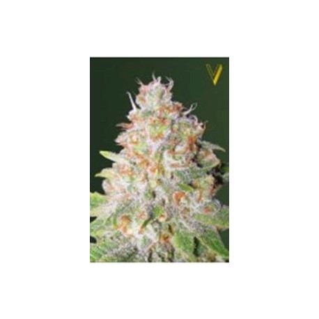 AUTO GREEN WILD SHARK* VICTORY SEEDS 3 SEMI FEM