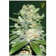 AUTO JACK HAMMER* VICTORY SEEDS 3 SEMI FEM