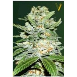 AUTO JACK HAMMER* VICTORY SEEDS 3 SEMI FEM