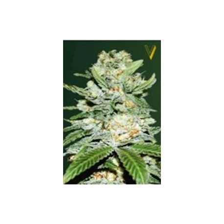 AUTO JACK HAMMER* VICTORY SEEDS 3 SEMI FEM