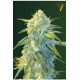 AUTO NORTHERN LIGHT* VICTORY SEEDS 3 SEMI FEM