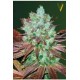 AUTO NHL DIESEL* VICTORY SEEDS 3 SEMI FEM