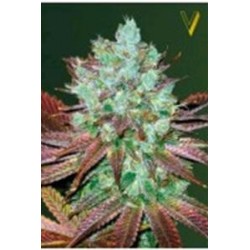 AUTO NHL DIESEL* VICTORY SEEDS 3 SEMI FEM