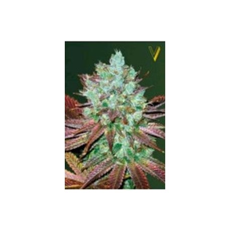 AUTO NHL DIESEL* VICTORY SEEDS 3 SEMI FEM