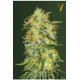 AUTO ORIGINAL LEMONADE SKUNK* VICTORY SEEDS 3 SEMI FEM