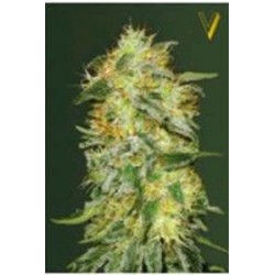 AUTO ORIGINAL LEMONADE SKUNK* VICTORY SEEDS 3 SEMI FEM