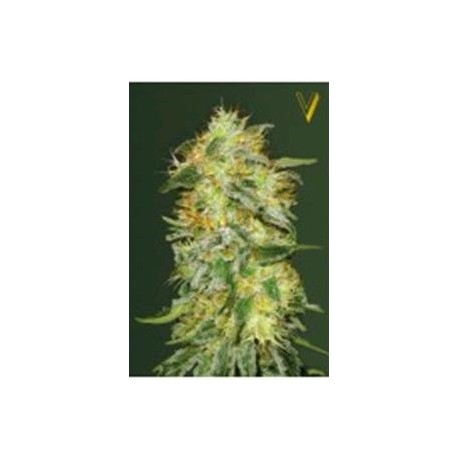 AUTO ORIGINAL LEMONADE SKUNK* VICTORY SEEDS 3 SEMI FEM