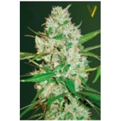 AUTO RED RUSSIAN XXL* VICTORY SEEDS 3 SEMI FEM