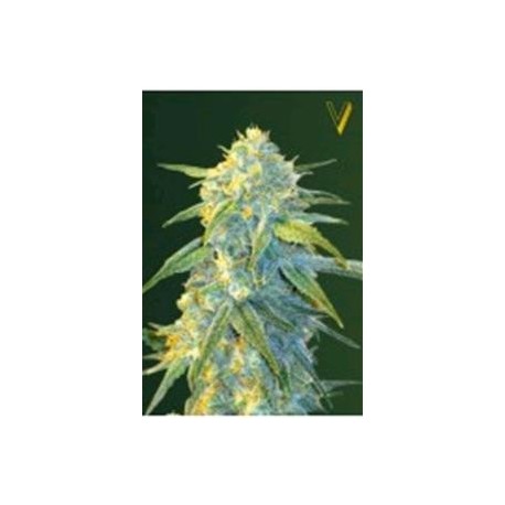 AUTO NORTHERN LIGHT* VICTORY SEEDS 5 SEMI FEM