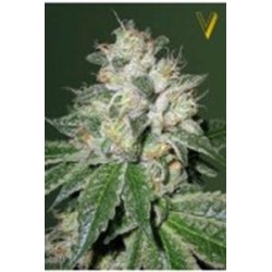 AUTO OG KUSH* VICTORY SEEDS 5 SEMI FEM