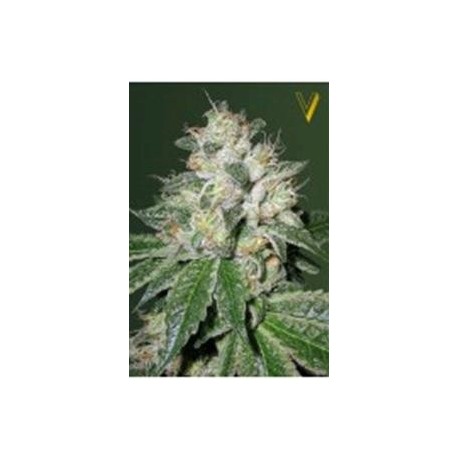 AUTO OG KUSH* VICTORY SEEDS 5 SEMI FEM