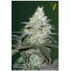 AUTO ORIGINAL BERRY* VICTORY SEEDS 5 SEMI FEM