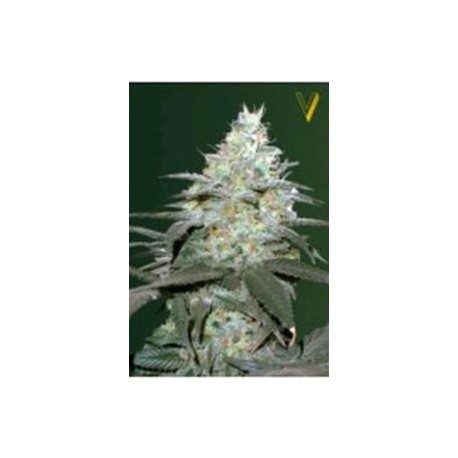 AUTO ORIGINAL BERRY* VICTORY SEEDS 5 SEMI FEM