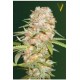 AUTO SUPER EXTRA SKUNK* VICTORY SEEDS 5 SEMI FEM