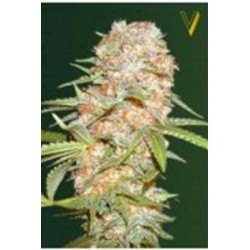 AUTO SUPER EXTRA SKUNK* VICTORY SEEDS 5 SEMI FEM