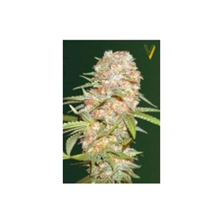 AUTO SUPER EXTRA SKUNK* VICTORY SEEDS 5 SEMI FEM