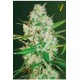 AUTO RED RUSSIAN XXL* VICTORY SEEDS 5 SEMI FEM