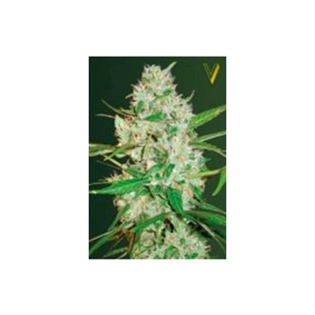 AUTO RED RUSSIAN XXL* VICTORY SEEDS 5 SEMI FEM