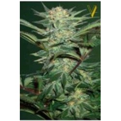 AUTO WHITE WIDOW* VICTORY SEEDS 5 SEMI FEM