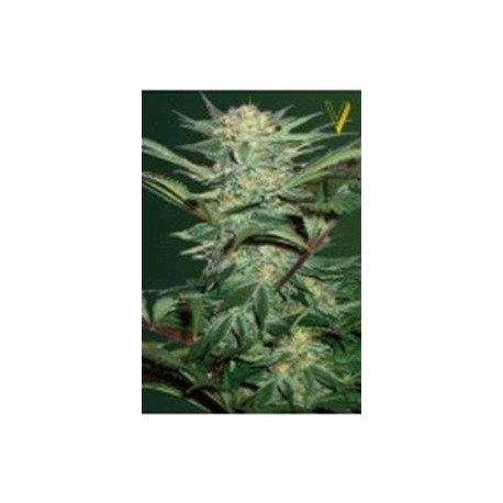 AUTO WHITE WIDOW* VICTORY SEEDS 5 SEMI FEM