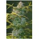 AUTO HEAVEN* VICTORY SEEDS 10 SEMI FEM