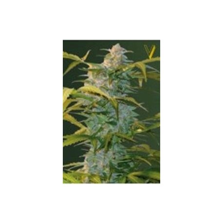 AUTO HEAVEN* VICTORY SEEDS 10 SEMI FEM