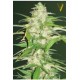 AUTO ULTRA POWER PLANT* VICTORY SEEDS 10 SEMI FEM