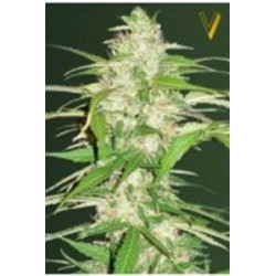 AUTO ULTRA POWER PLANT* VICTORY SEEDS 10 SEMI FEM