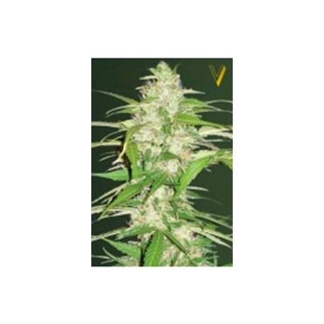 AUTO ULTRA POWER PLANT* VICTORY SEEDS 10 SEMI FEM