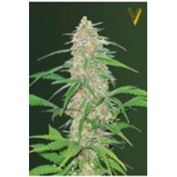 AK-77 V* VICTORY SEEDS 3 SEMI FEM