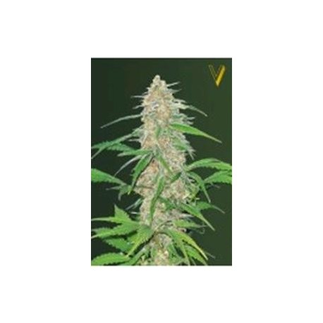 AK-77 V* VICTORY SEEDS 3 SEMI FEM