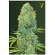 AMNESIA HAZE* VICTORY SEEDS 3 SEMI FEM