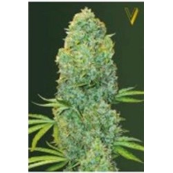 AMNESIA HAZE* VICTORY SEEDS 3 SEMI FEM