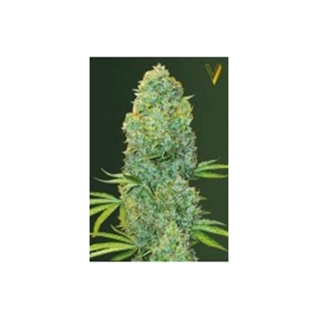 AMNESIA HAZE* VICTORY SEEDS 3 SEMI FEM