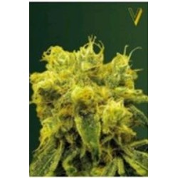 BLOW DREAM* VICTORY SEEDS 3 SEMI FEM