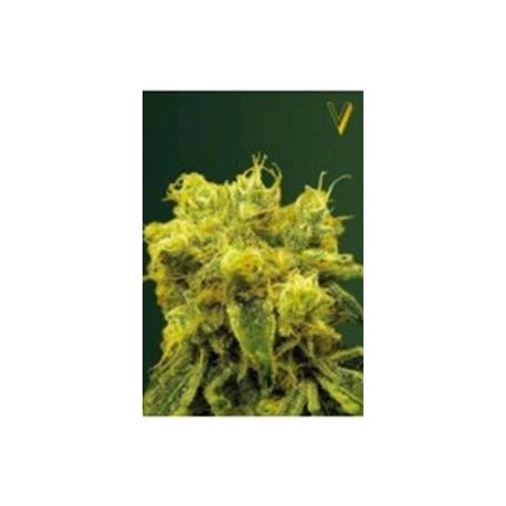 BLOW DREAM* VICTORY SEEDS 3 SEMI FEM